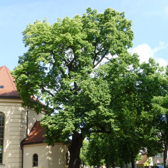 Naturdenkmal Winter-Linde in Babelsberg Nord [[Weberplatz]], an der Kirche vor der Sakristei, 14482 Potsdam; Flur 1, Flurstück 834 in Potsdam