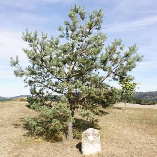 Památný kámen na kótě 633 m.n.m. severně od kostela sv. Michaela ve Vitochově