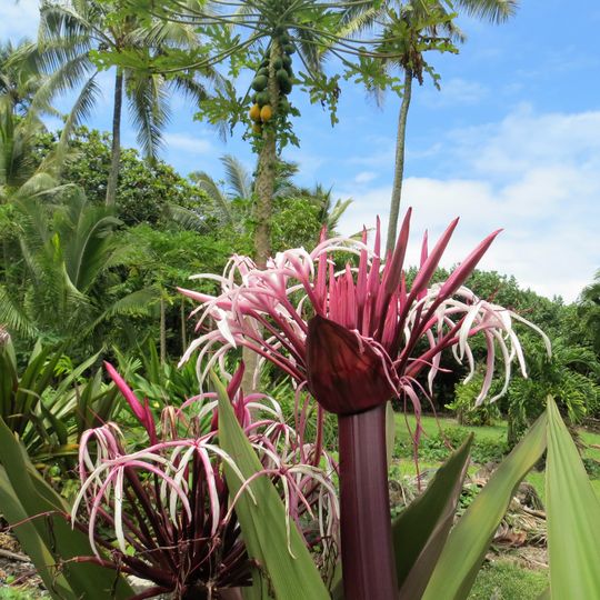 Parc d'État Waianapanapa