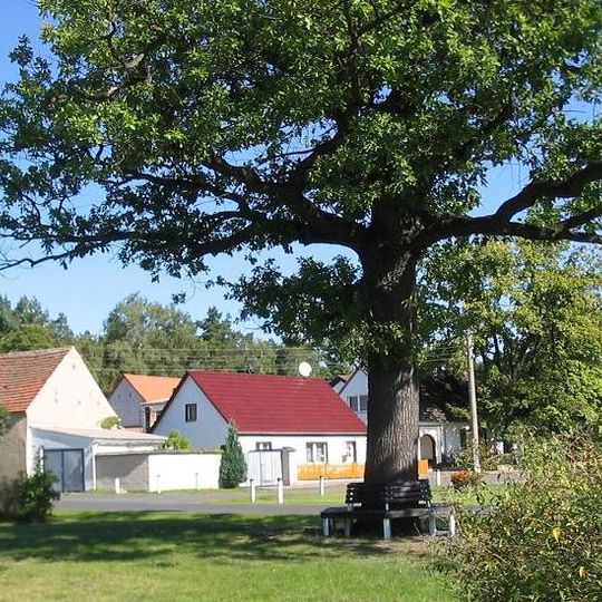 Naturdenkmal Dorf-Eiche