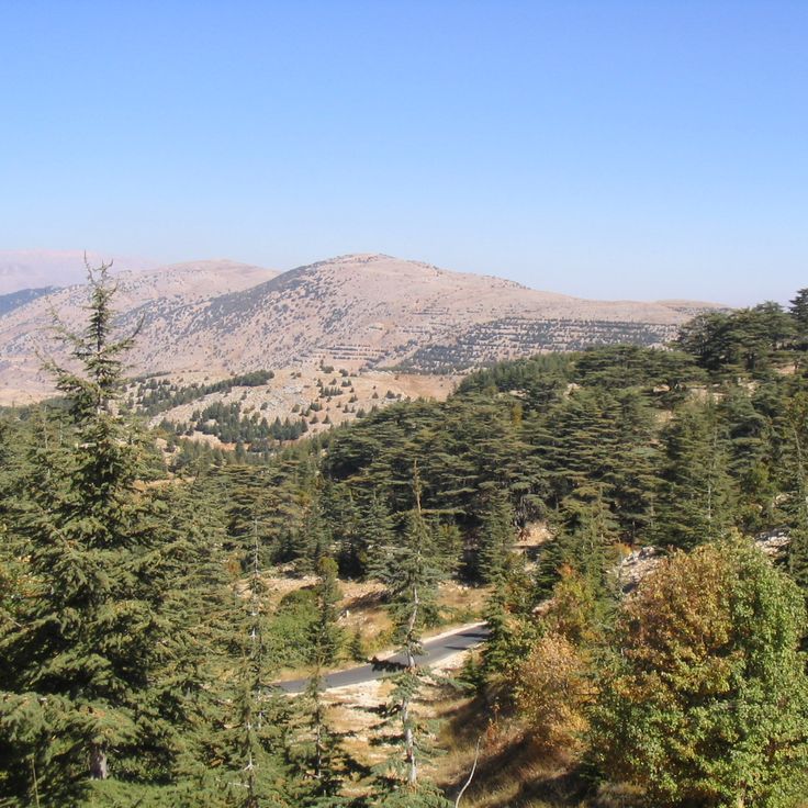 Naturschutzgebiet der Al Shouf Zedern