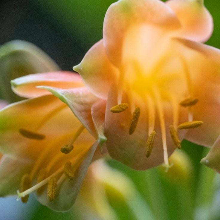 Center for Biological Diversity Conservation in Powsin