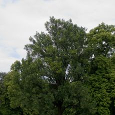 Mehrstämmige Stiel-Eiche Schlosspark Ruhwald