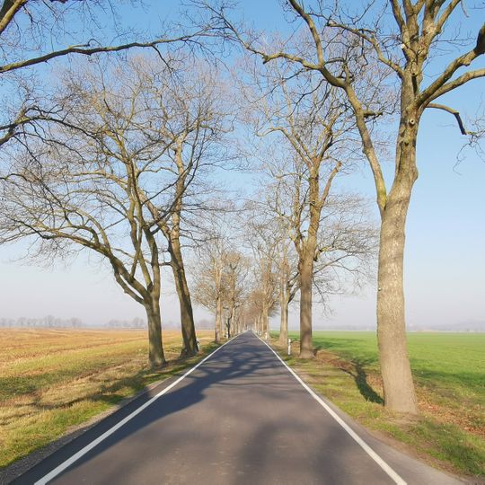 Naturdenkmal Eichen-Ahorn-Allee von Schraden nach Plessa