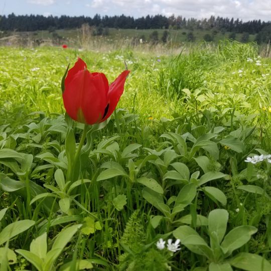 הפינה של בלו