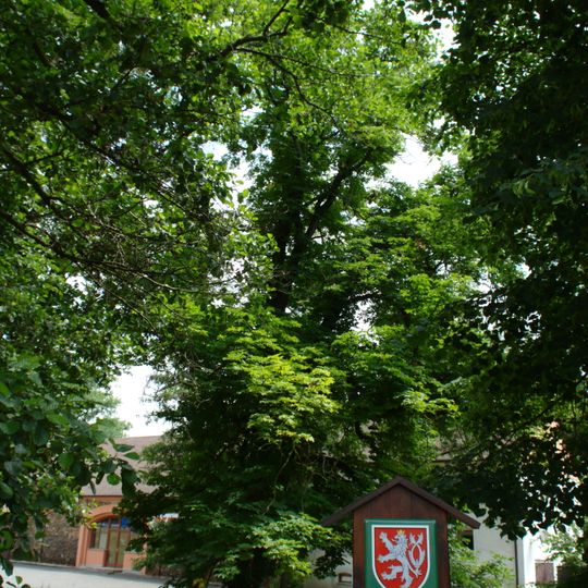 Alej na břehu Rakovnického potoka