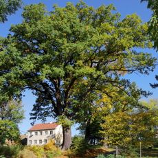 Duby a javor nad zámkem