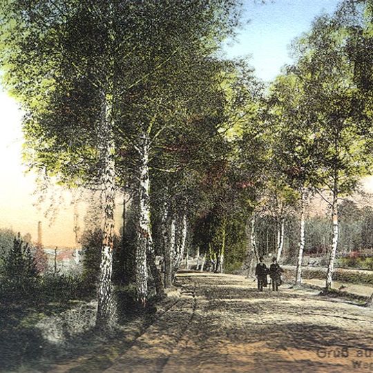 Birch avenue in Murcki