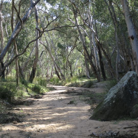 Pilliga forest