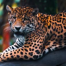 Zoo di Guadeloupe au Parc des Mamelles