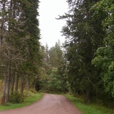 Пихтовая аллея по дороге к кладбищу (Сортавальское г.п.)