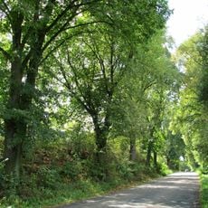 Lipová alej v Čelině