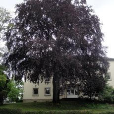 Fagus sylvatica f. purpurea
