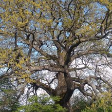 Turkey oak near Rani lug
