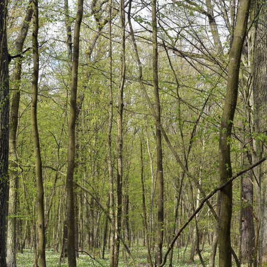 Стенжаричівський заказник