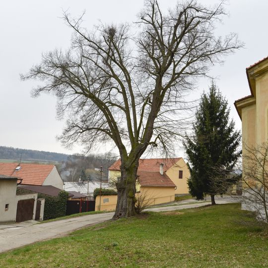 Tilia Cordata in Řisuty