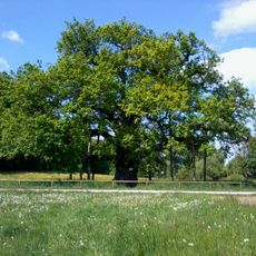 Große Breiteiche (Stieleiche)