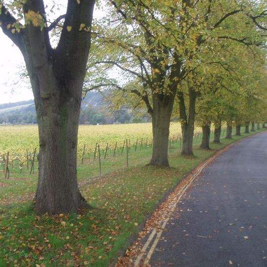 Surrey Hills