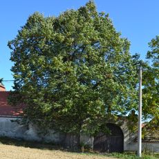 Lípa v Lesním Hlubokém