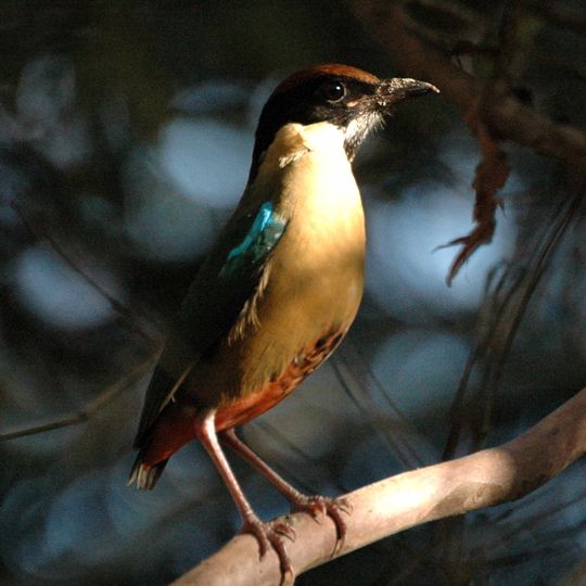 Ravensbourne National Park