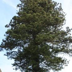 Árvore isolada em Venda Velha - R. 5 de Outubro