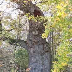 Oak in Raduň