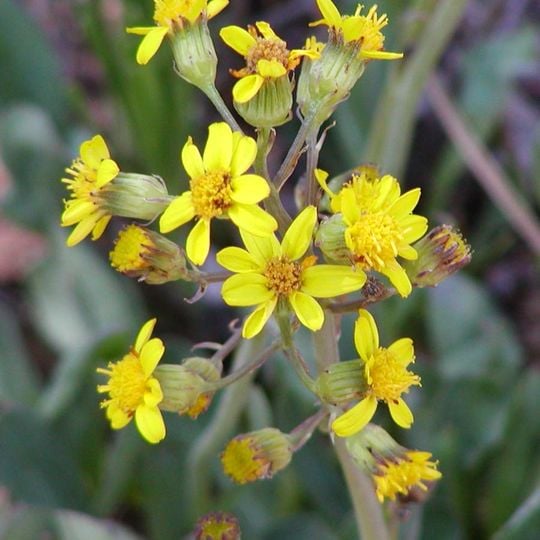 The Arboretum at Flagstaff