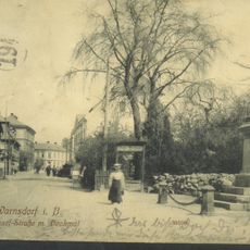 Topol bílý ve Varnsdorfu