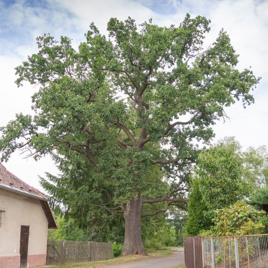 Dub v obci branžež