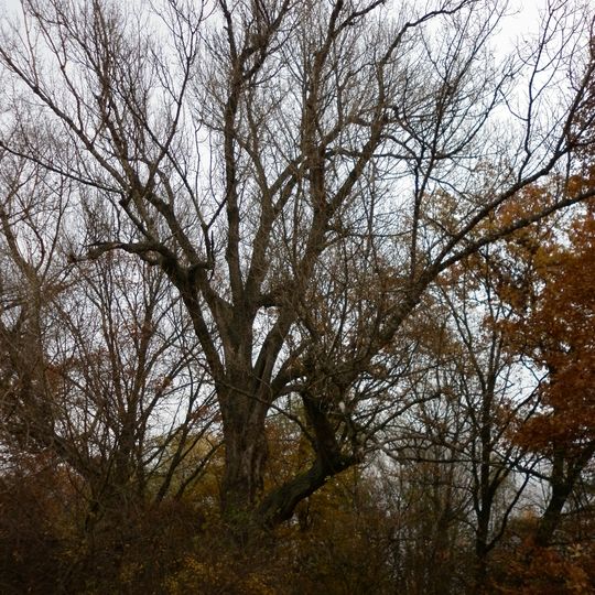 Topol černý u starého ramene v Polabinách