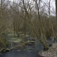 Gellener Torfmöörte