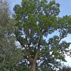 Jasan v Dětřichově