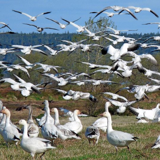 Baie de l'Isle-Verte National Wildlife Area