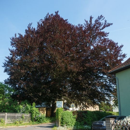 European beech, Colditz