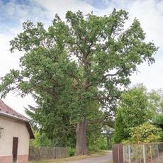 Dub v obci branžež