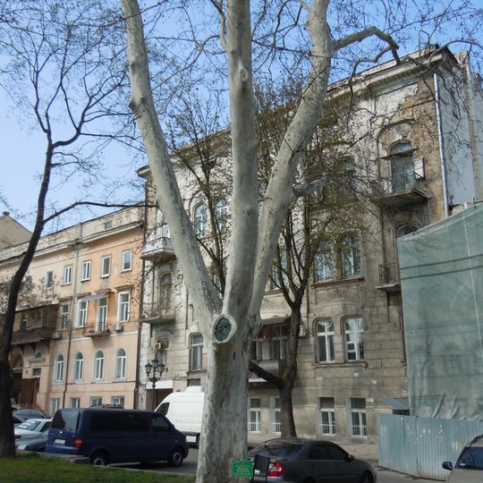 London Plane near the Odesa Opera