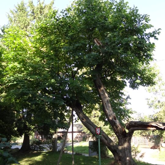 Novoměstský křehovětvec