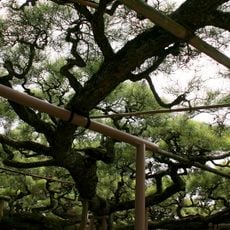 Yōgō no Matsu
