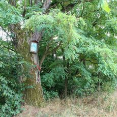 Obrázek nad Kolšovem na okraji lesa