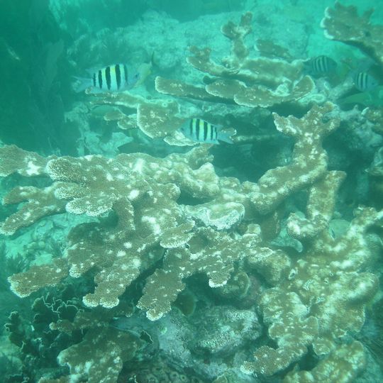 John Pennekamp Coral Reef State Park