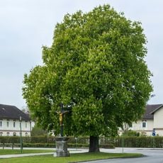 Rosskastanie in Wels