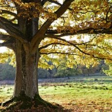 Altensittenbacher Anger