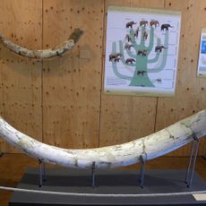 Museo geopaleontologico Alto Aventino