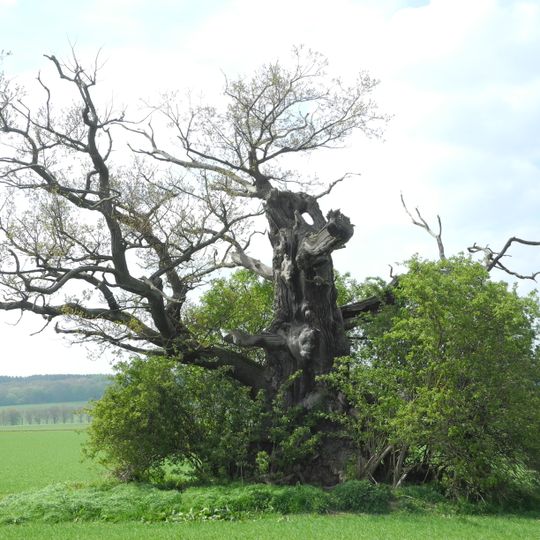 Natural monument 6.33.361 Eiche 3 in Hofgeismar