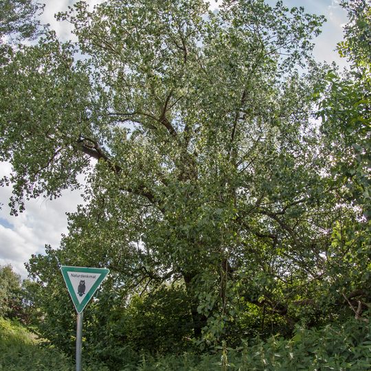 Kanadische Pappel Malchower Weg 40-66