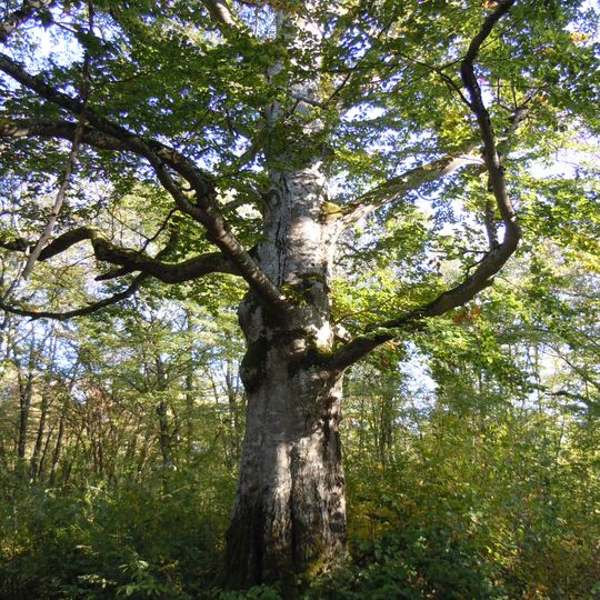 Linden-Pappelgruppe beim Wasserhochbehälter