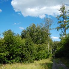 Bučina u Suché louky