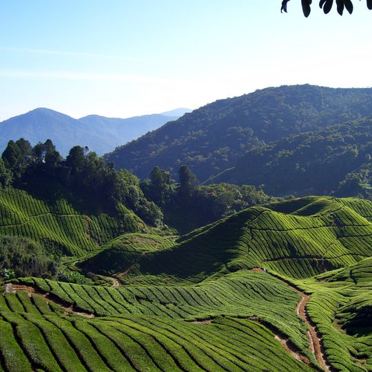Cameron Highlands