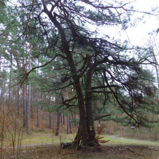 Naturdenkmal Gemeine Kiefer Nördlich vom Mechesee; an der Wanderhütte an der Wegkreuzung in Ladeburg