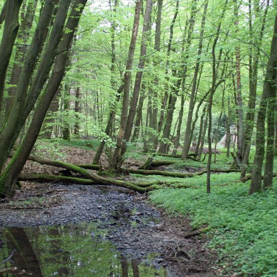 Steingrabental - Mackenröder Wald